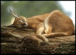 caracal