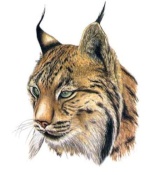 Lynx