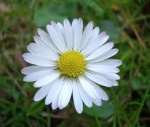 Daisy