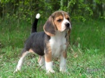 Regal Beagle