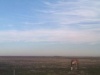 One day I thought the sky was just BEAUTIFUL and our horse Cody was out standing in front of the pretty sky so I took a pic. For some dumb reason my phone made it way far away, but it still is pretty. I thought it looked like something that should be a desktop wallpaper.