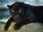 BLACK TIGER