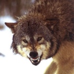 red-wolf