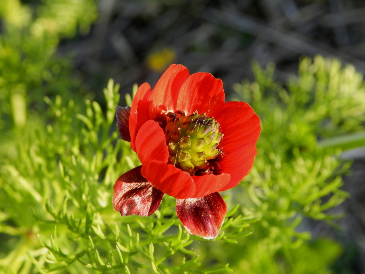 Adonis-d-automne-Malras-Aude