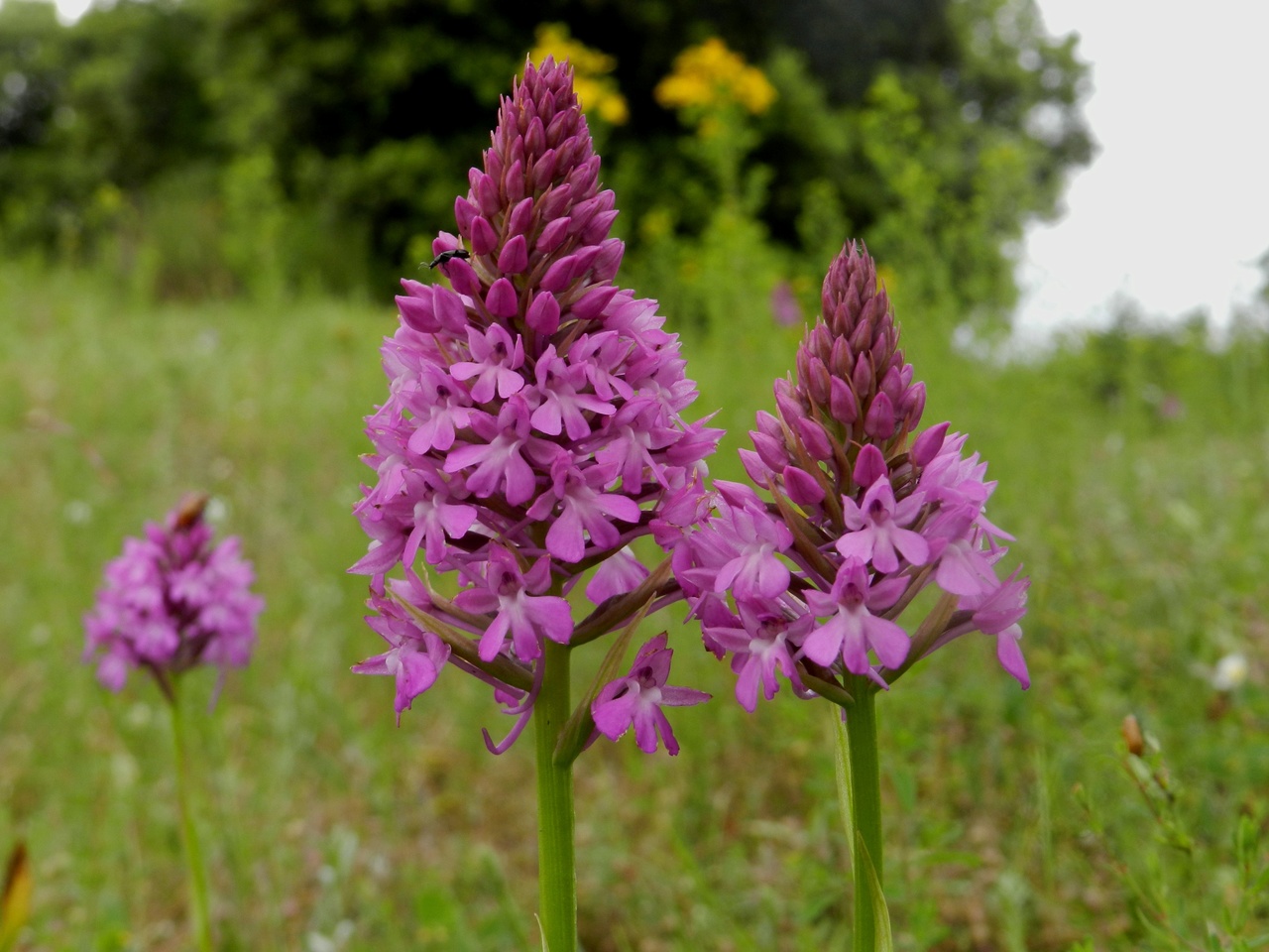 Anacamptis-pyramidalis-Malras-Aude