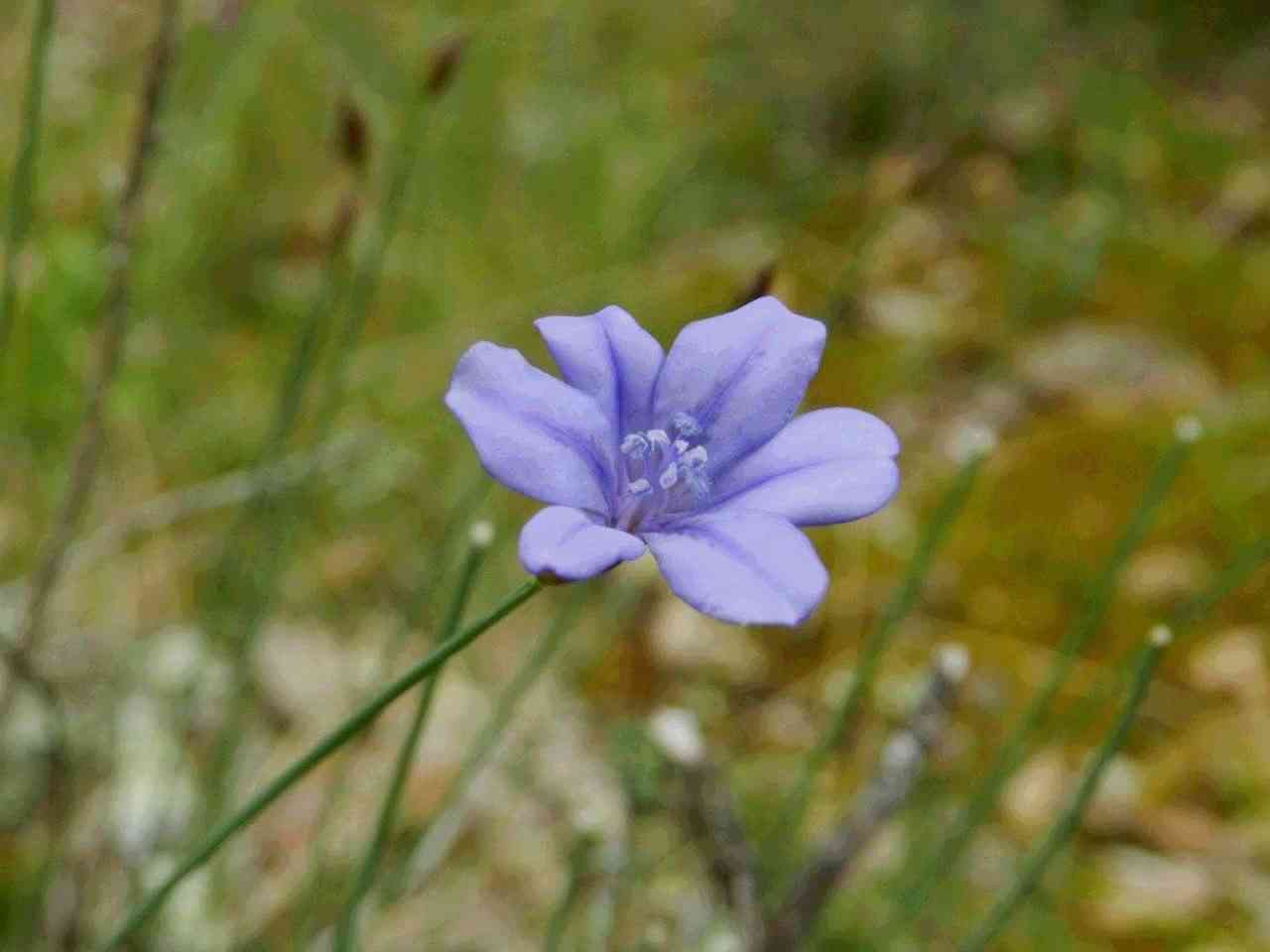 Aphyllanthe-de-Montpellier-Malras-Aude