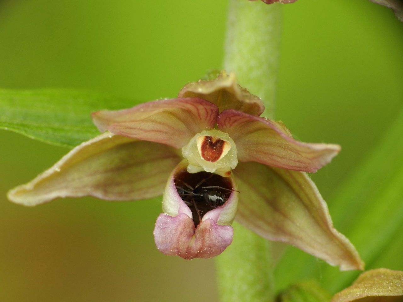 Epipactis-helleborine-Malras-Aude