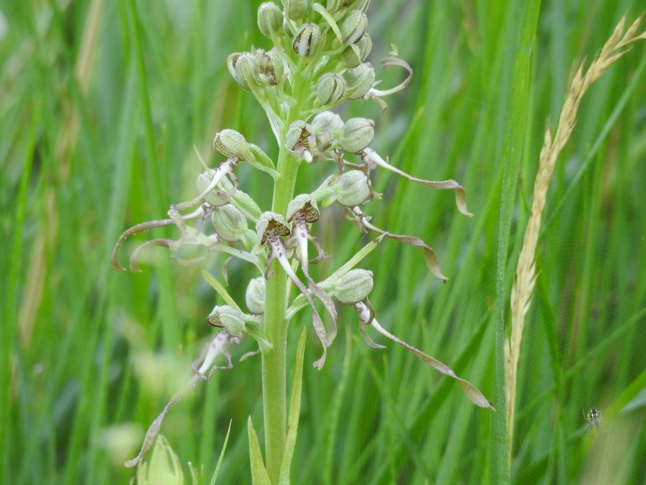 Himantoglossum-hircinum-Malras-Aude