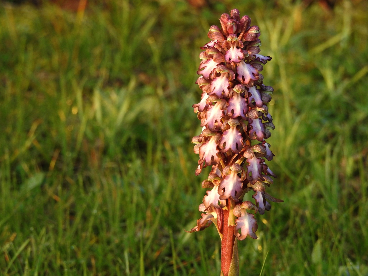 Himantoglossum-robertianum-Malras-Aude