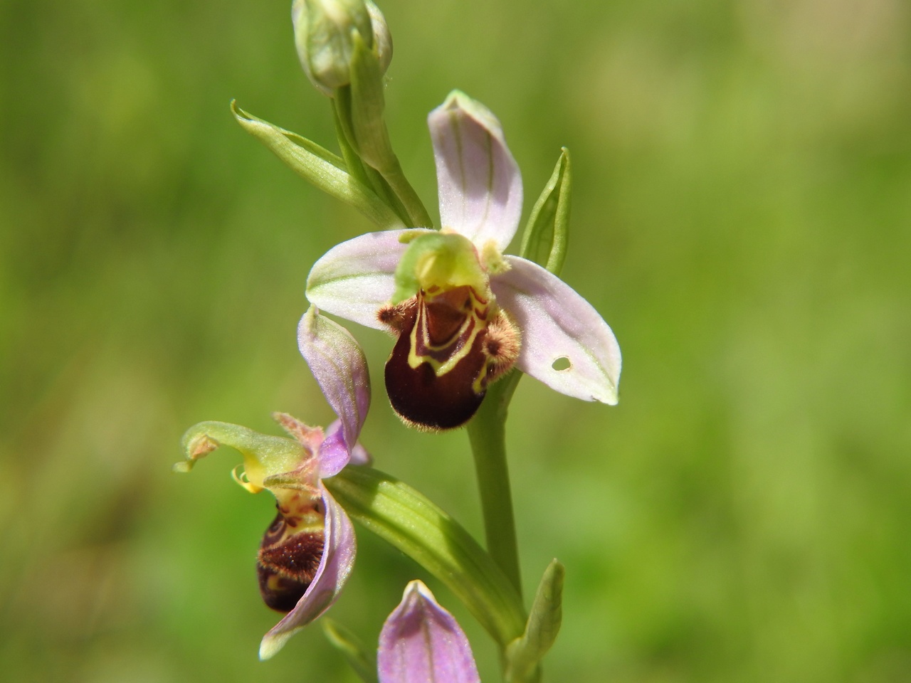 Ophrys-apifera-Malras-Aude