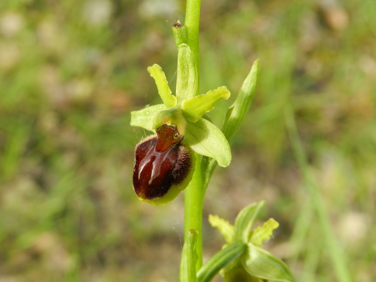 Ophrys-arachnitiformis-Malras-Aude