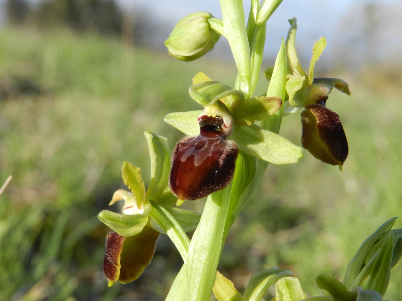 Ophrys-aranifera-Malras-Aude