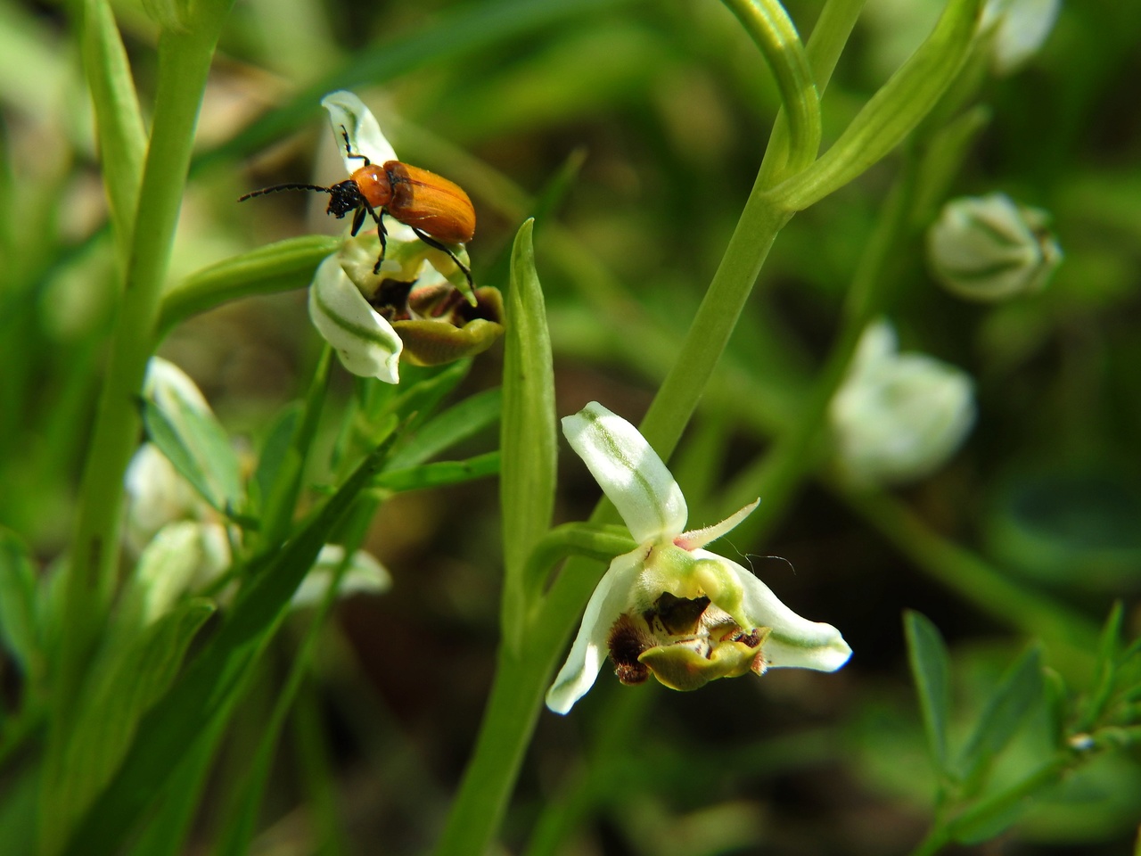 Ophrys-fuciflora-Malras-Aude