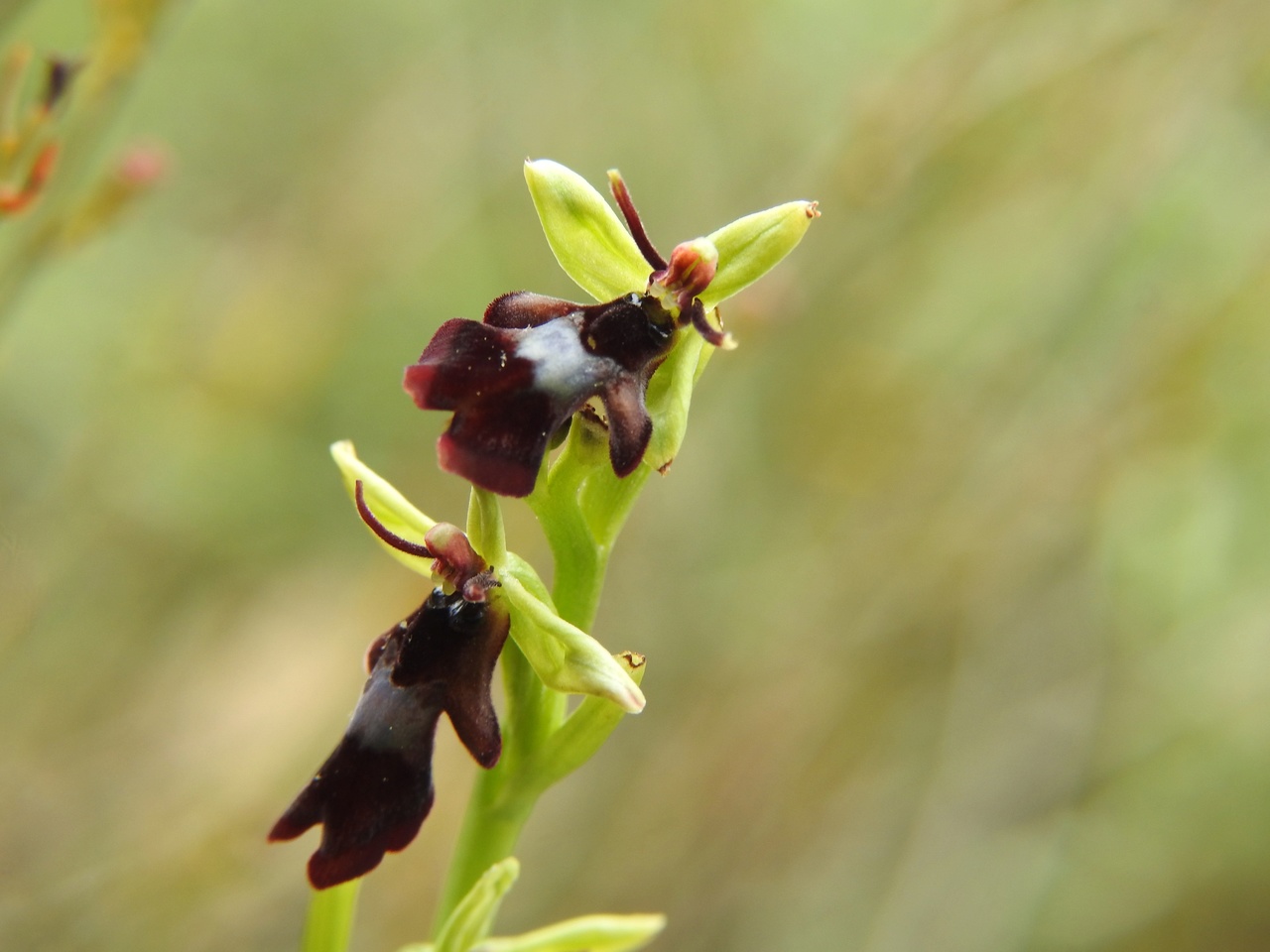 ophrys-insectifera-Malras-Aude