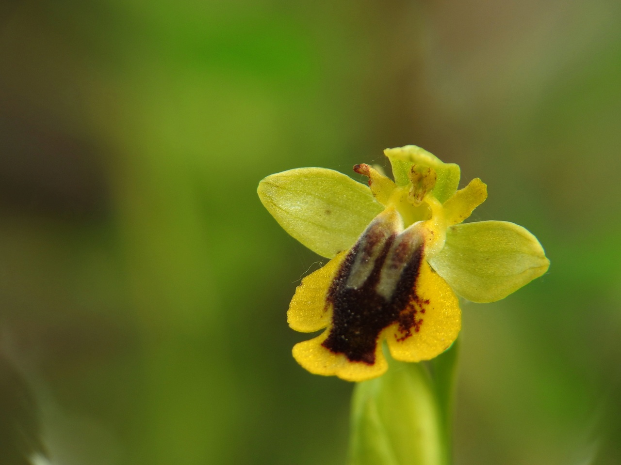 Ophrys-lutea-Malras-Aude