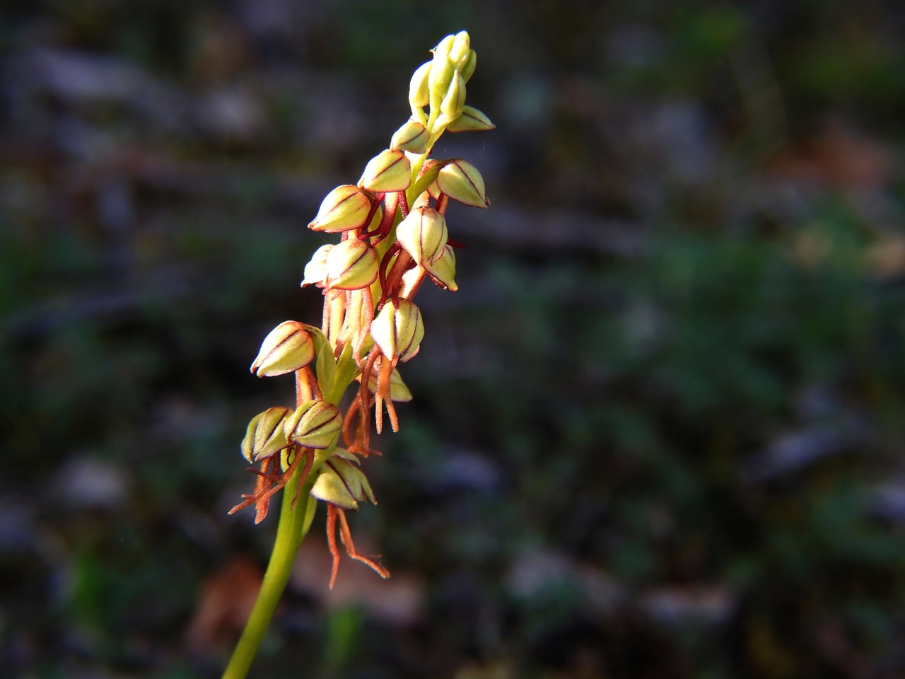 Orchis-anthropophora-Malras-Aude