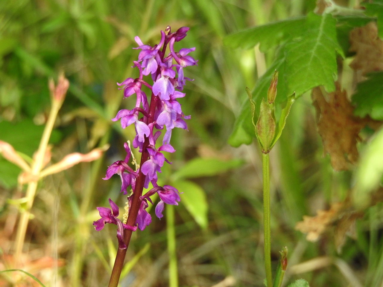 Orchis-mascula-Malras-Aude