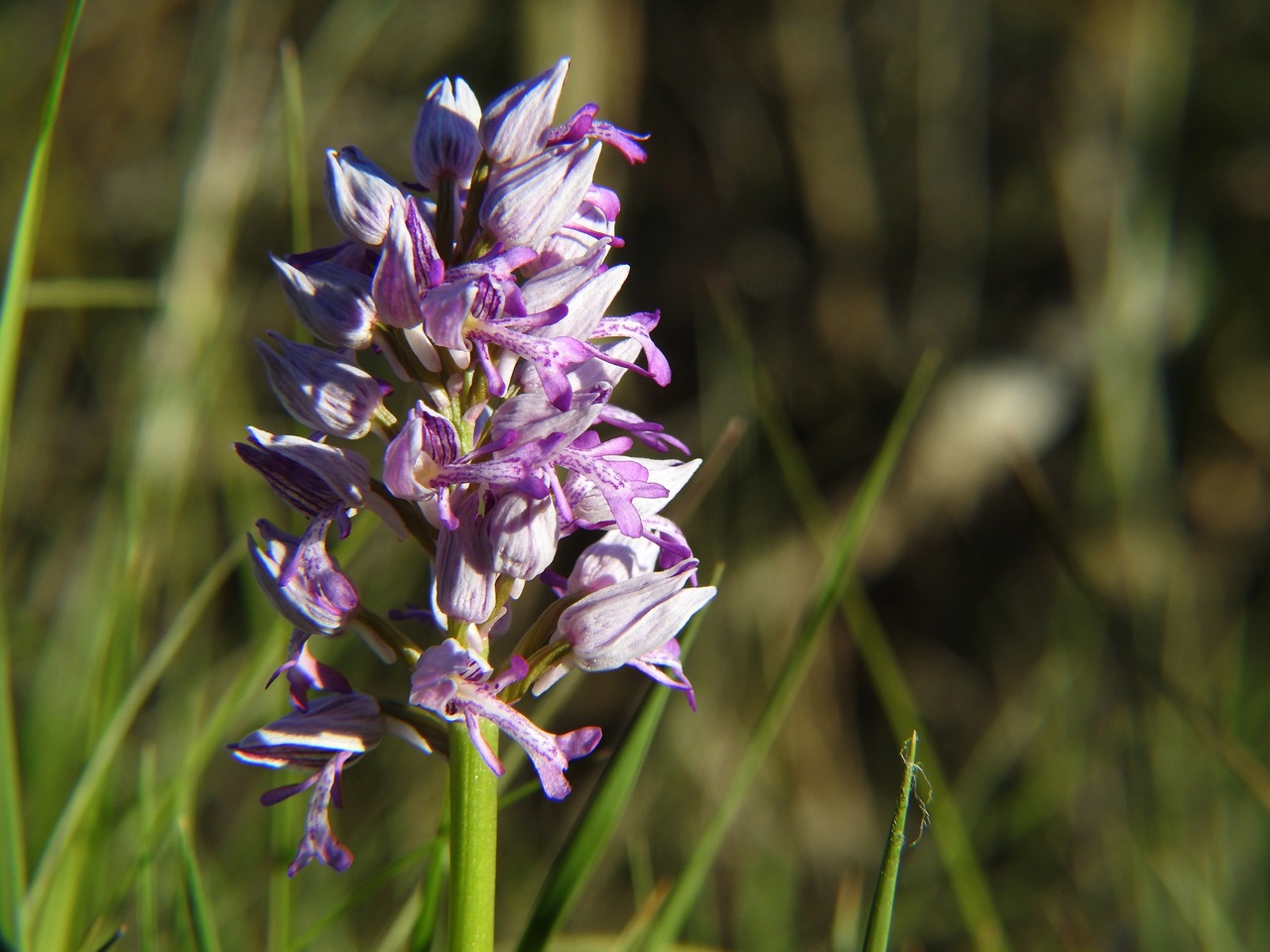 Orchis-militaris-Malras-Aude