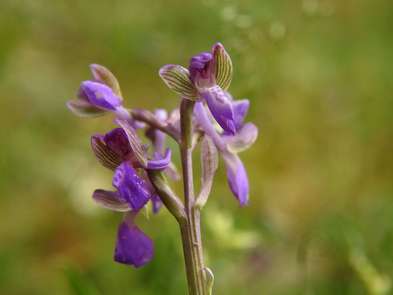 Orchis-morio-Malras-Aude