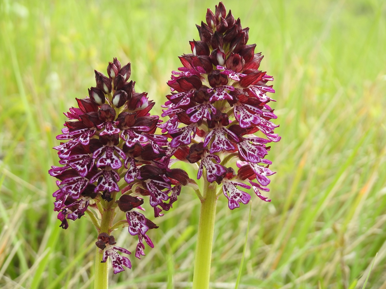 Orchis-purpurea-Malras-Aude