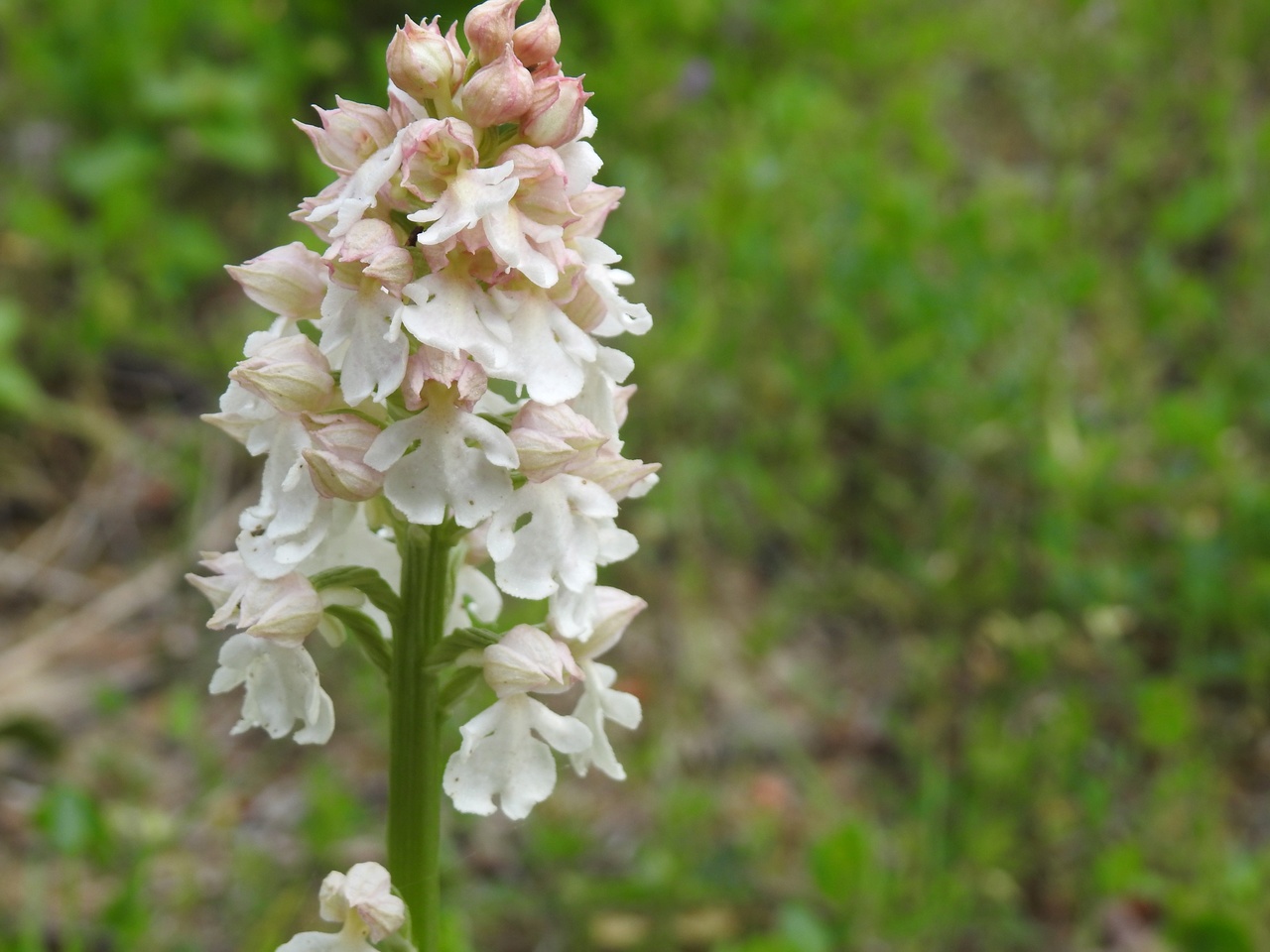 Orchis-purpurea-hypochrome-Malras-Aude