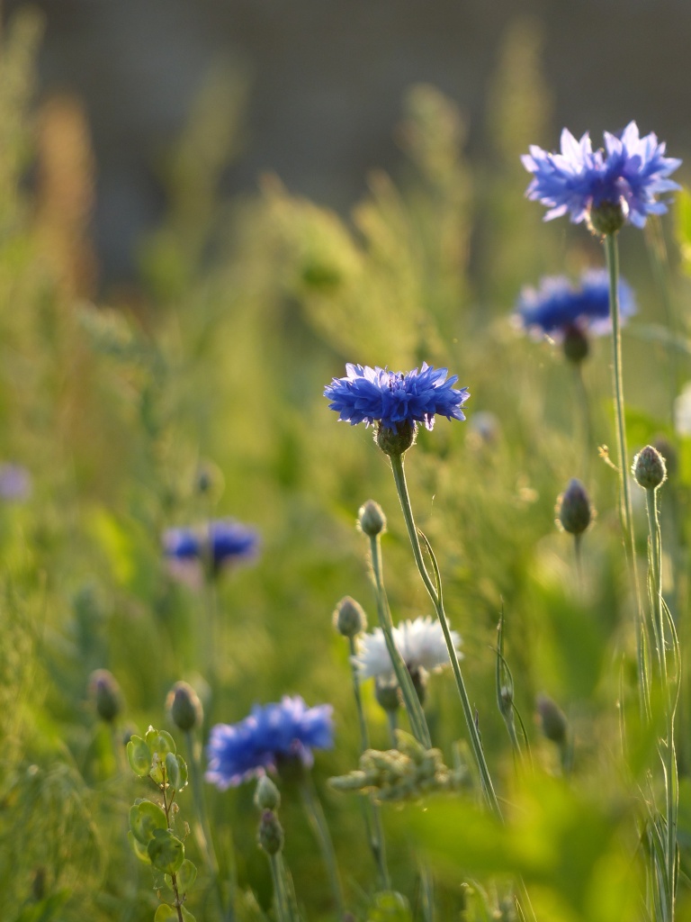 Fleurs des champs