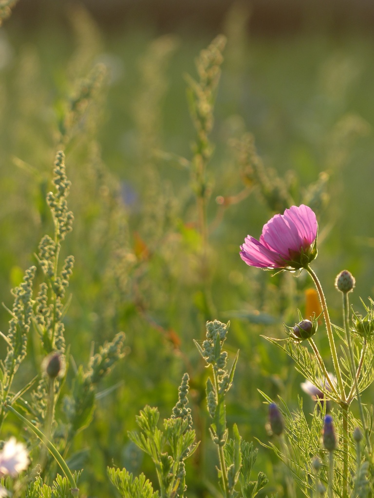 Fleurs des Champs