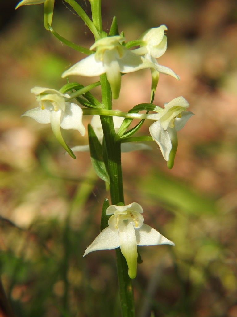 Platanthera-chlorantha-Malras-Aude