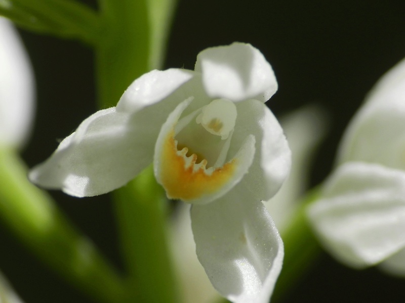 Cephalenthera-longifolia-Malras-Aude