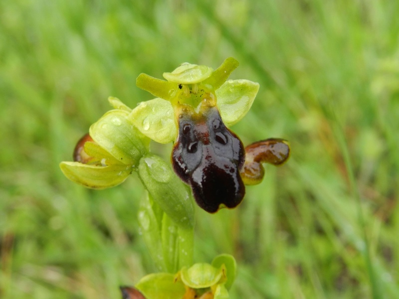 Ophrys-lupercalis-Malras-Aude