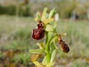 Ophrys-virescens-Malras-Aude