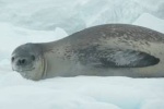 seal