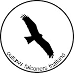 Outlaws falconer