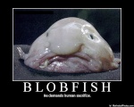 The blobfish