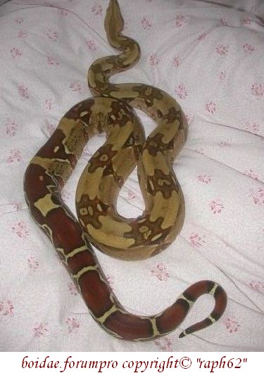 Boa constrictor constrictor "surinam"