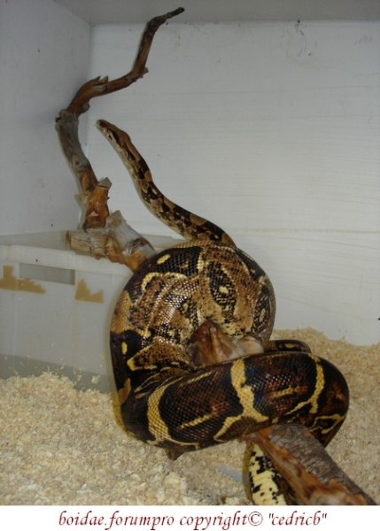 Boa constrictor colombien - 001