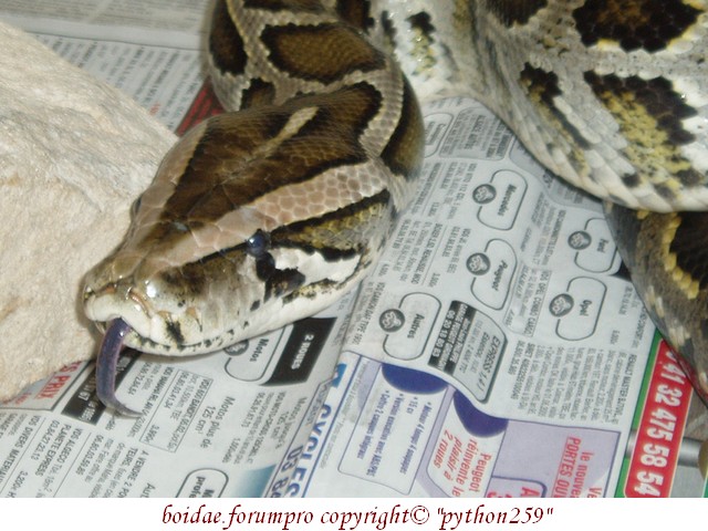 Python molurus bivitattus - 002