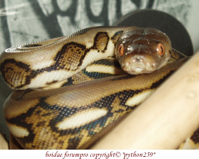 Python reticulatus "tiger" - 001