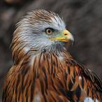 -RDBF-RED-KITE^NL