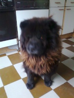 simon-chowchow