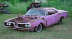 Pink Superbee