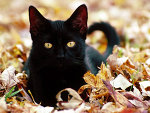 Schwarze Katze im Meer aus Blättern