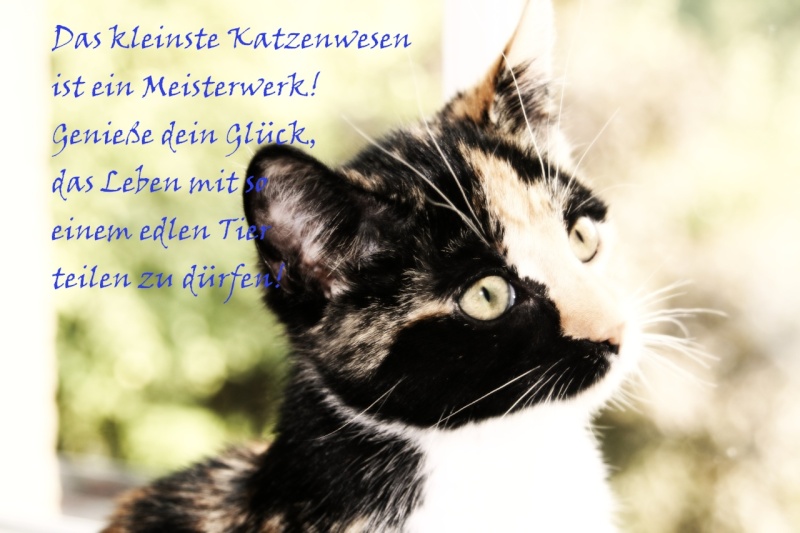 Daskleinste Katzenwesen ist ein Meisterwerk! ♥