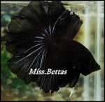 MissBettas