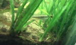 tomy corydoras