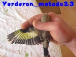 verderon_mutado23