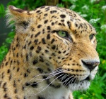 Leopardo