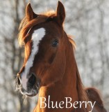 Blueberry