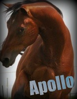 Apollo