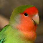 Lovebird